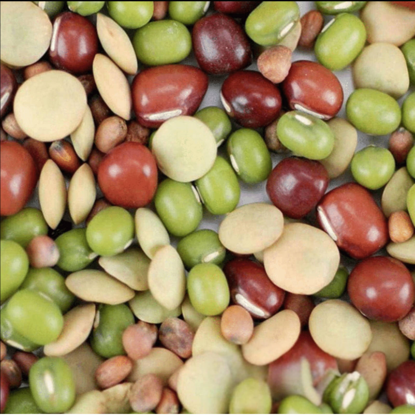 Bean Salad Organic Heirloom Sprouting Seeds (8oz Pouch)
