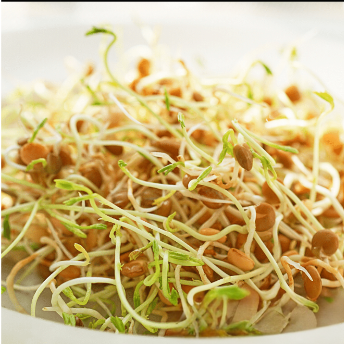 Green Lentil Organic Heirloom Sprouting Seeds (8oz Pouch)