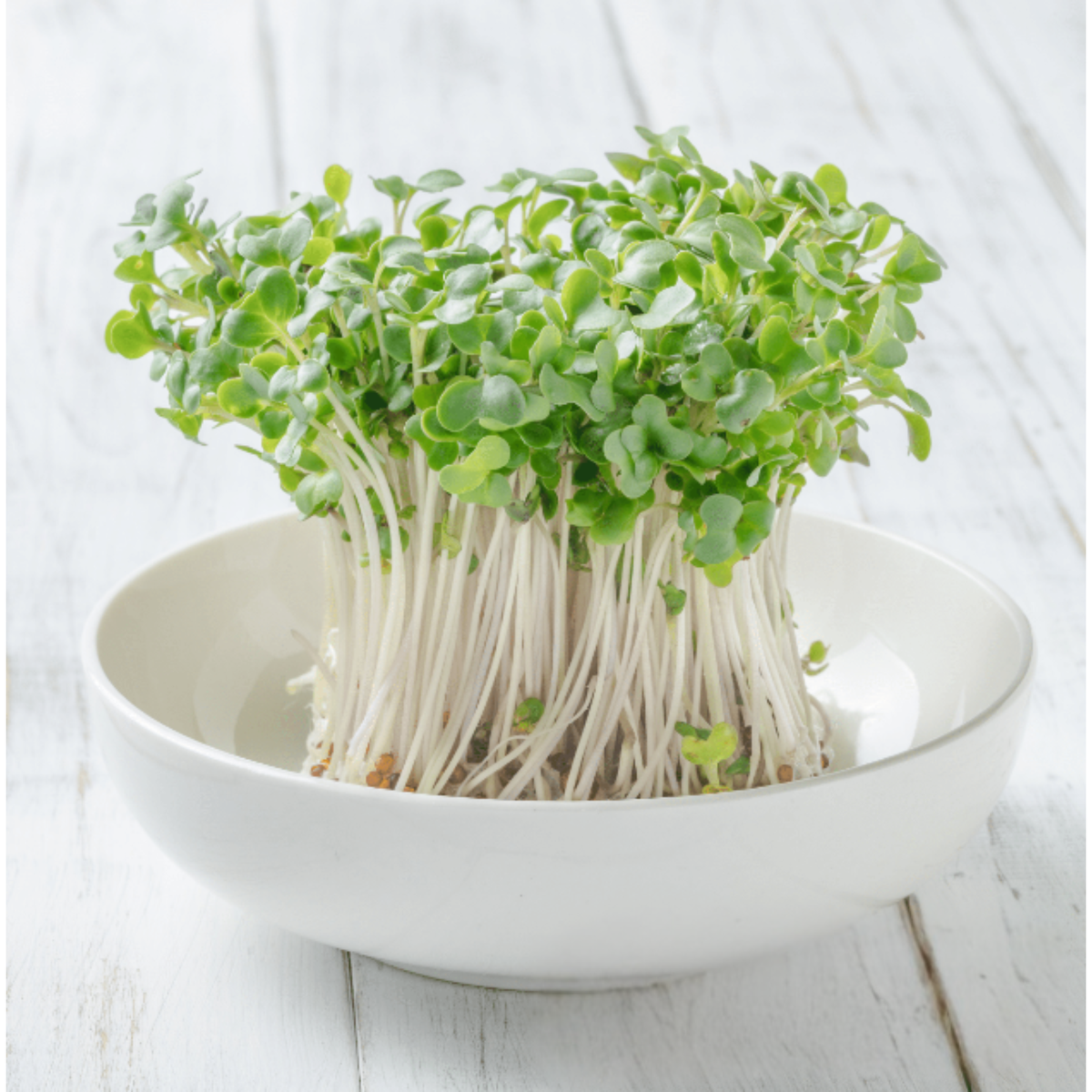 Broccoli Organic Heirloom Sprouting Seeds (8oz Pouch)