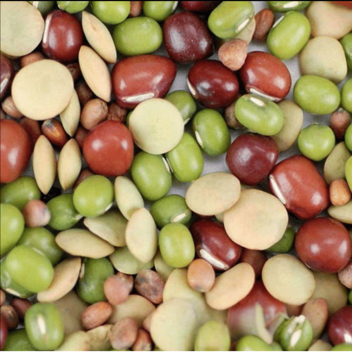 Bean Salad Organic Heirloom Sprouting Seeds (8oz Pouch)